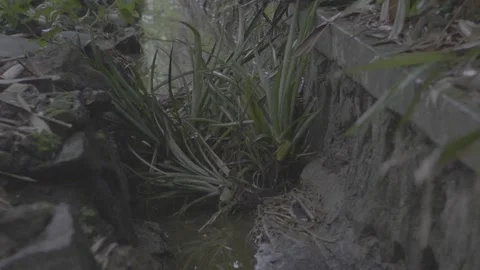 Pile of pineapple leaf waste in the ditch 2 스톡 동영상 167374000