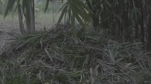 Pile of pineapple leaf waste 스톡 동영상 167373935