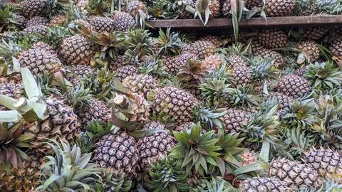 Pile of pineapples Stock Photos