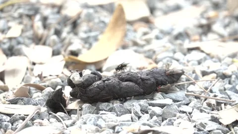 A pile of poop is on the ground Stock Footage 289316093