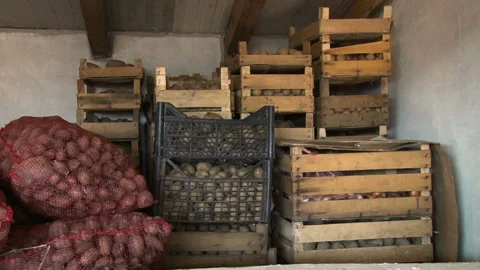 Pile of potatoes in plastic boxes. Stock Footage 153816533