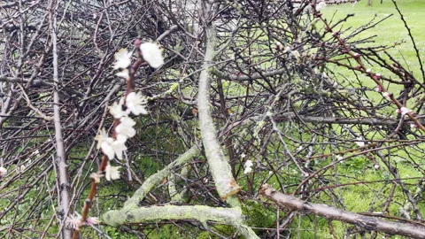 Pile of pruned fruit tree branches with some small white blooming flowers in the 스톡 동영상 269707147
