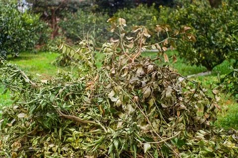 Pile of Pruned Tree Branches and Leaves in an Orchard Stock Photos