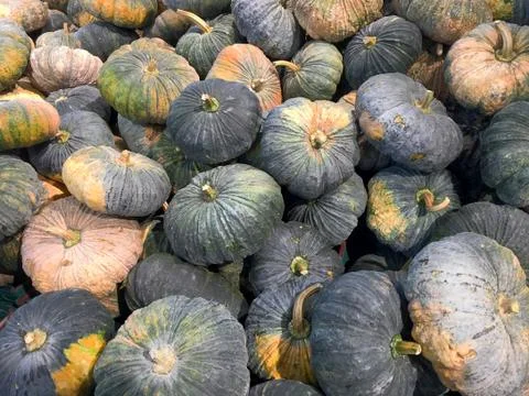 Pile of Pumpkins Background Stock Photos