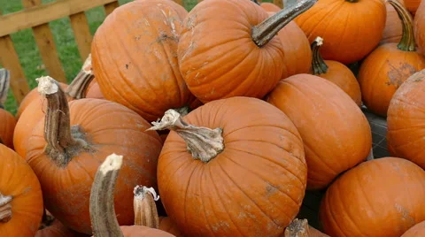 Pile of Pumpkins on a farm, close up view Stock Footage 61062893
