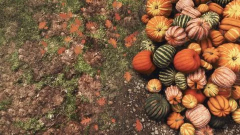 Pile of pumpkins on a ground close-up top view 3D Stock Illustration