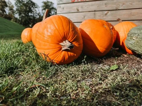 Pile of pumpkins on the ground Stock Photos