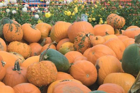 Pile of pumpkins just in time for the fall season Stock Photos