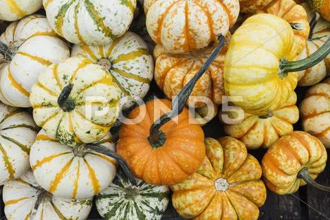 Pile of pumpkins at market Stock Photos