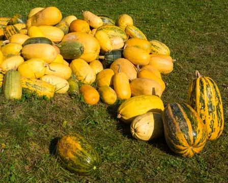 Pile of  pumpkins 库存照片