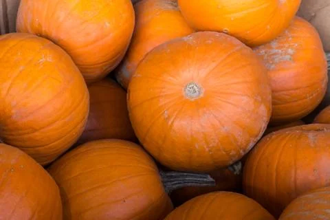 A Pile of Pumpkins Stock Photos