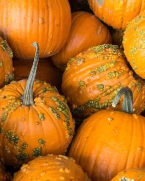 A Pile of Pumpkins Stock Photos