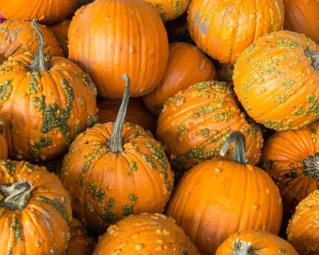 A Pile of Pumpkins Stock Photos