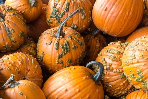 A Pile of Pumpkins Stock Photos