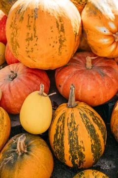 A pile of pumpkins Stock Photos