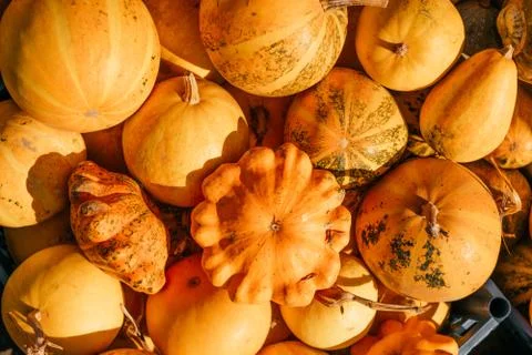 A pile of pumpkins Stock Photos