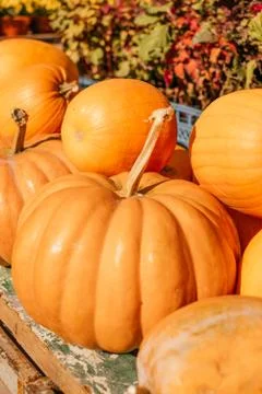 A pile of pumpkins Stock Photos