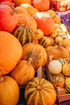 A pile of pumpkins Stock Photos
