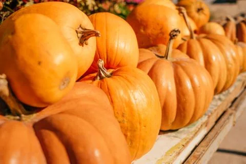 A pile of pumpkins Stock Photos