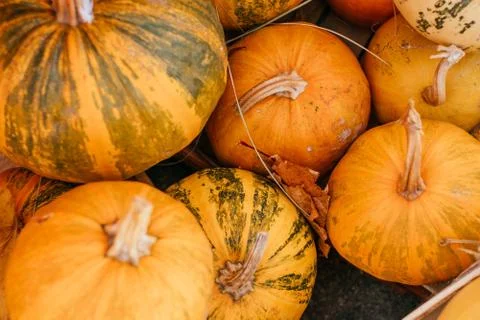 A pile of pumpkins Stock Photos