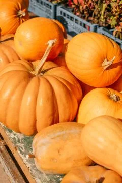 A pile of pumpkins Stock Photos
