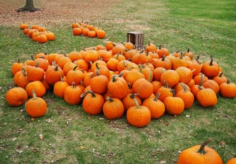 Pile of Pumpkins Stock Photos