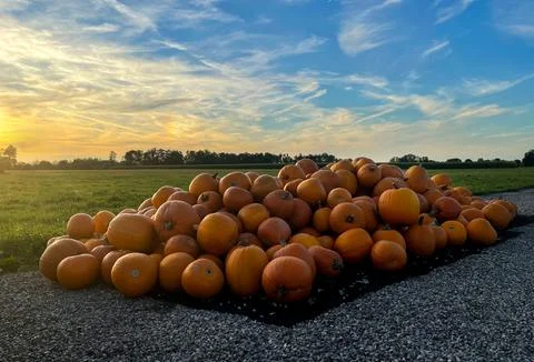 Pile of pumpkins Stock Photos