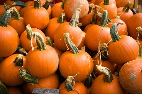 A Pile of Pumpkins Stock Photos