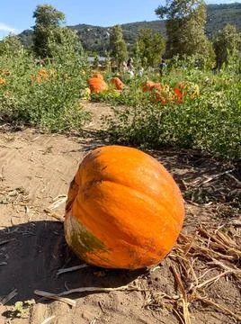 A pile of pumpkins at the pumpkin patch. Field of orange pumpkins during t... Fotos de archivo