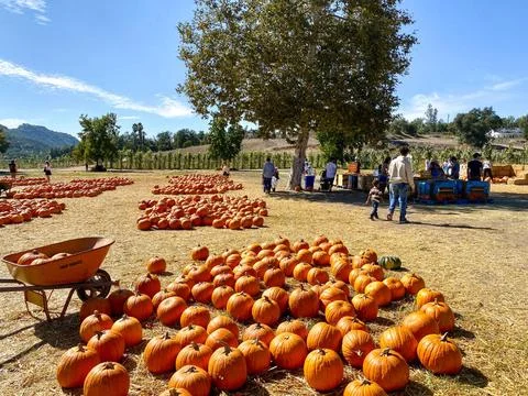 A pile of pumpkins at the pumpkin patch. Field of orange pumpkins during t... Fotos de archivo