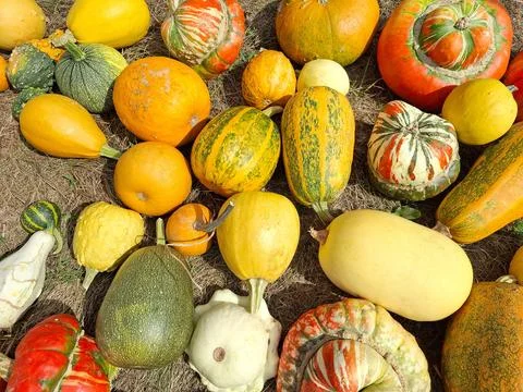 Pile of pumpkins of various colors Stock Photos