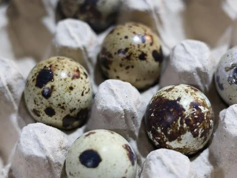 A pile of quail eggs Stock Photos