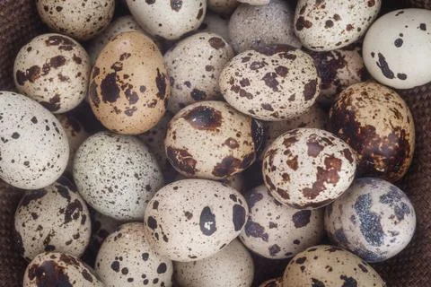 Pile of Quail Eggs on Rustic Background Foto stock