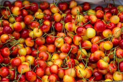 Pile of Rainier Cherries Stock Photos