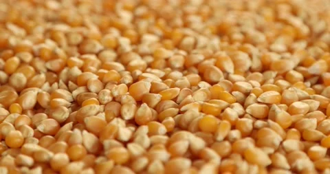 A pile of raw corn grains rotating close up shot 2 Stock Footage 140405842