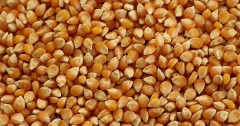 A pile of raw corn grains rotating close up shot 4 Stock Footage 140407159