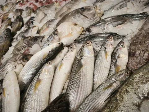 Pile of raw mullet fish with silvery bodies and subtle gray tones, showing na Stock Photos