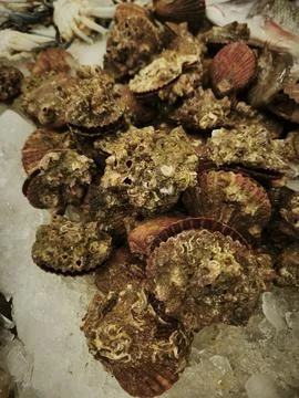 Pile of raw oysters with irregular brown shells and textured surfaces, showca 库存照片