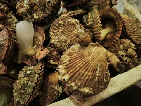 Pile of raw oysters with irregular brown shells and textured surfaces, showca Stock Photos
