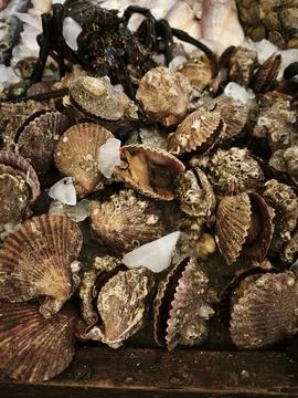 Pile of raw oysters with irregular brown shells and textured surfaces, showca Stock Photos