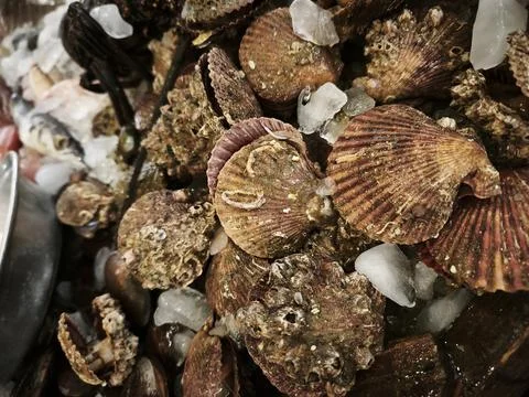 Pile of raw oysters with irregular brown shells and textured surfaces, showca Stock Photos
