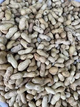 Pile of Raw Peanuts in Shells Foto stock