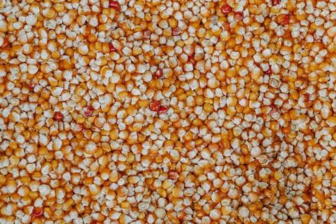 A pile of raw popcorn Stock Photos