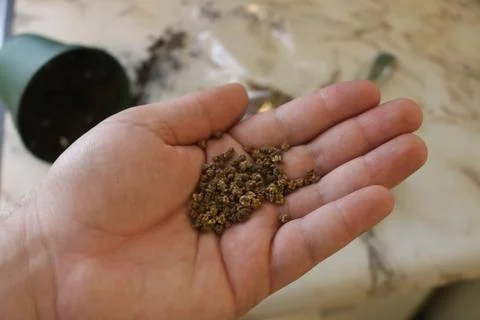 A pile of red beet seeds (ruby queen) isolated in hand Foto stock