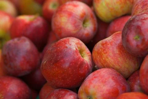 A pile of red braeburn apples Stock Photos
