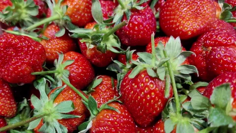 Pile of Red Fresh Hand Picked Strawberries in a Market Place Stock Footage 300513362