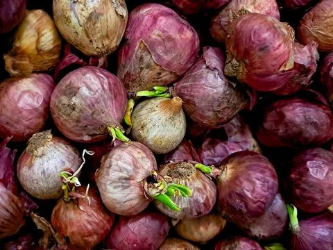 Pile of red onions, some with sprouting green shoots, showcasing the natura.. Stock Photos