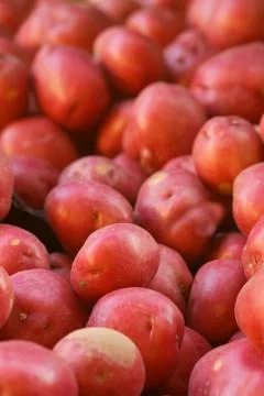 Pile of red potatoes Stock Photos