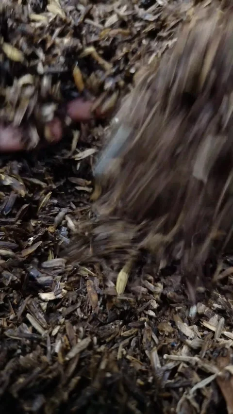 A pile of rice husks for compost is piled thickly on the ground Stock Footage 331442886
