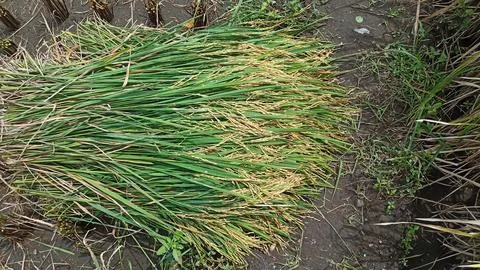Pile of rice. Stock Photos